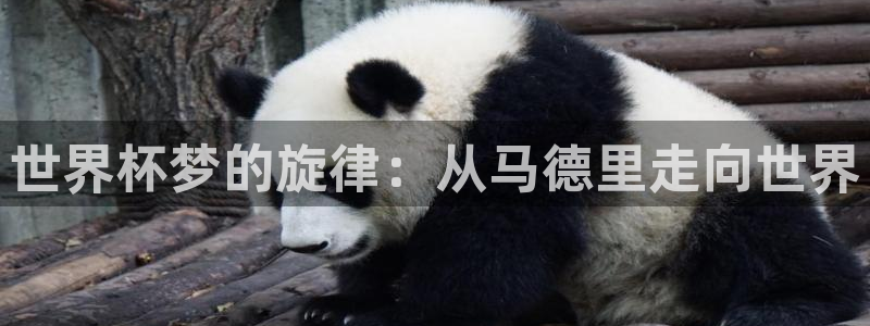 世界杯预选赛2026：世界杯梦的旋律：从马德里走向世界